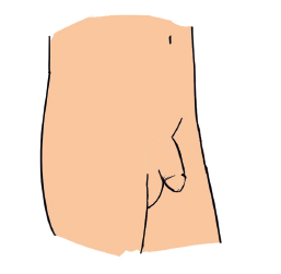 Kuvassa on tavallinen veltto penis.