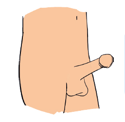 Kuvassa on erektioon jäykistynyt penis.
